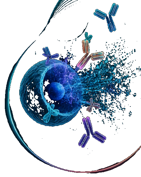 Illustration of antibodies binding to a cell, representing flow cytometry